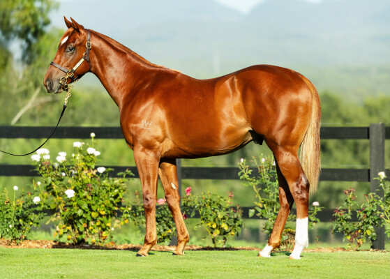 Lot 800: Home Affairs / Word on the Street