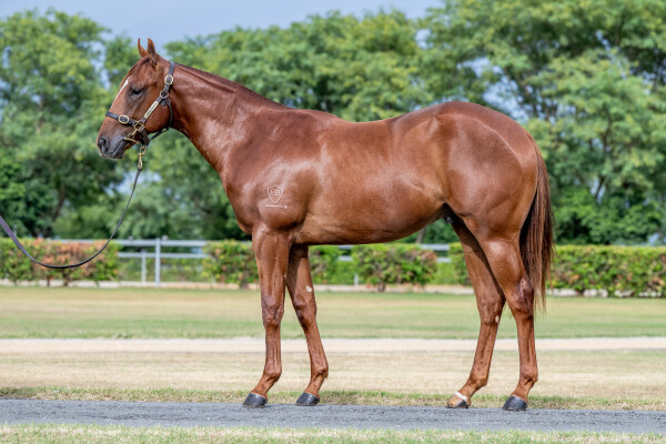 Lot 353: Best of Bordeaux / Riviera