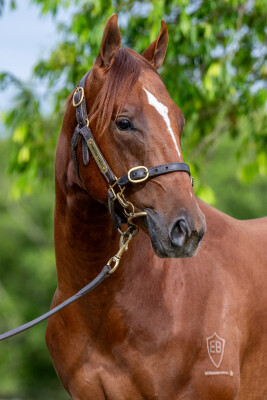 Lot 353: Best of Bordeaux / Riviera