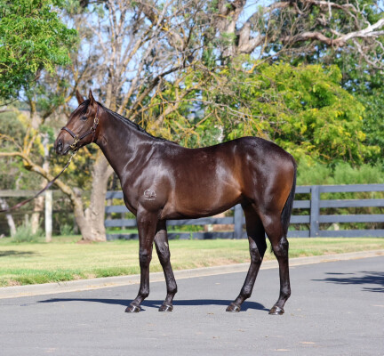 Lot 2: Artorius / Family Crest (NZ)