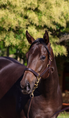 Lot 2: Artorius / Family Crest (NZ)