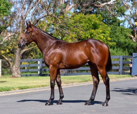 Lot 6: Captivant / Feelings