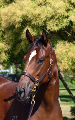 Lot 6: Captivant / Feelings