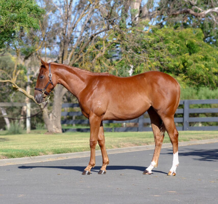 Lot 284: Home Affairs / Panegyria