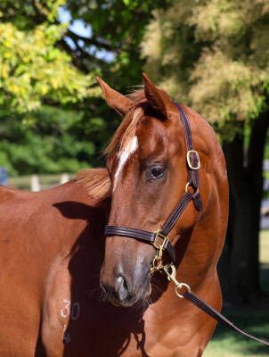 Lot 284: Home Affairs / Panegyria