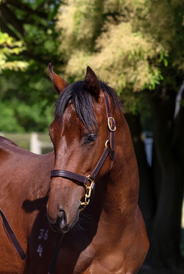 Lot 723: Farnan / Coleraine