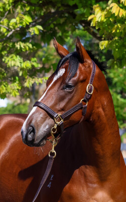 Lot 772: Doubtland / Dual Star