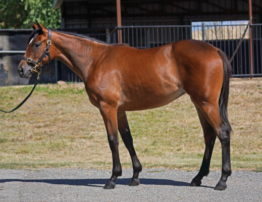 Lot 626: So You Think (NZ) / Angel Flight