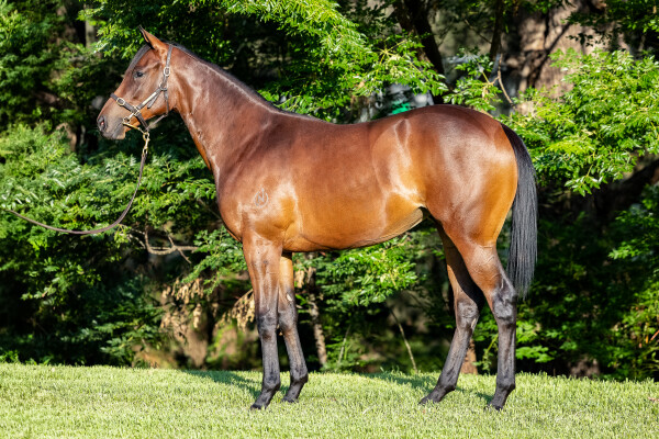 Lot 148: Toronado (IRE) / Long Beach (FR)