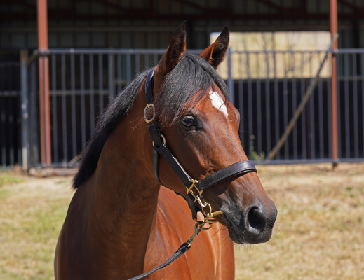 Lot 626: So You Think (NZ) / Angel Flight