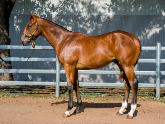 Lot 237: The Autumn Sun / Natalia