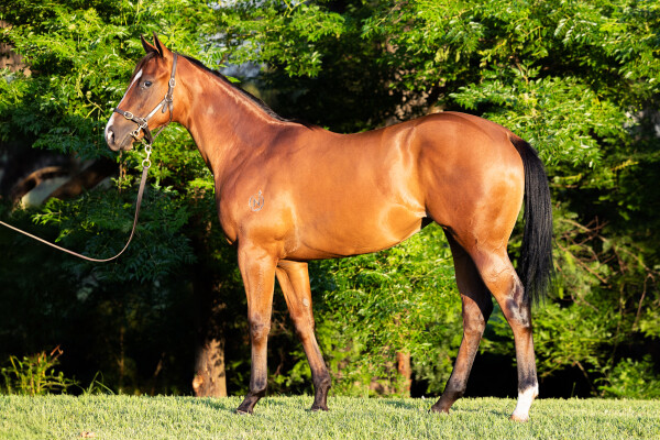 Lot 475: Ole Kirk / Sugar Rush