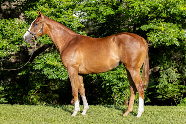 Lot 503: Star Turn / Testa Sarah