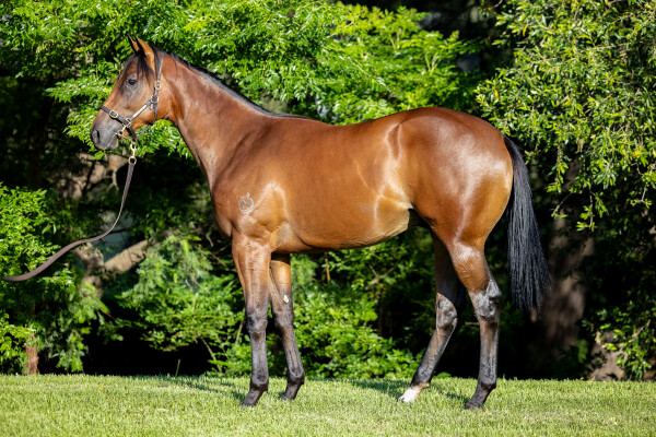 Lot 482: Graff / Surekat