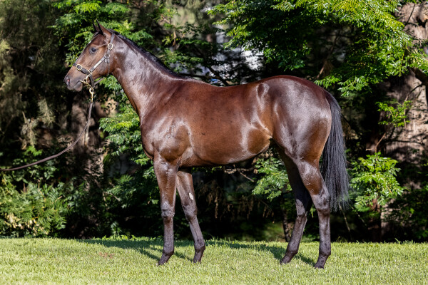 Lot 667: Supido / Benella