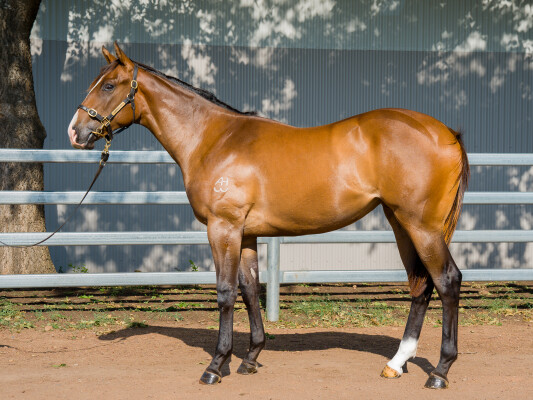 Lot 558: Standout / Vesuvio