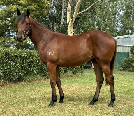 Lot 97: St Mark's Basilica (FR) / Jeweliana