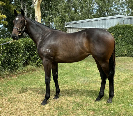 Lot 350: Pinatubo (IRE) / River Bird