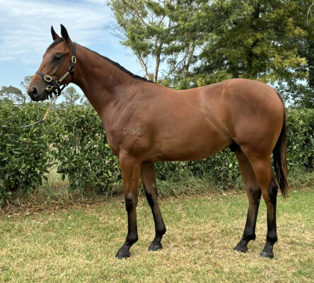 Lot 669: Bivouac / Bianca Jewel