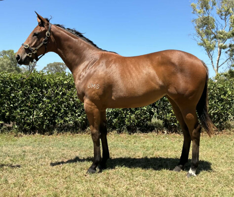 Lot 124: Too Darn Hot (GB) / Lady Sioux