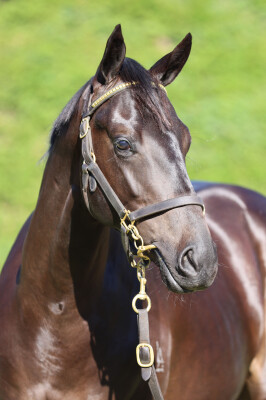 Lot 122: Profondo / Lady Muskwa