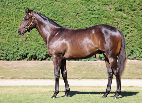 Lot 246: Per Incanto (USA) / New Status Quo (NZ)