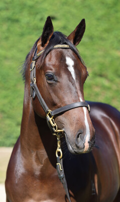 Lot 246: Per Incanto (USA) / New Status Quo (NZ)