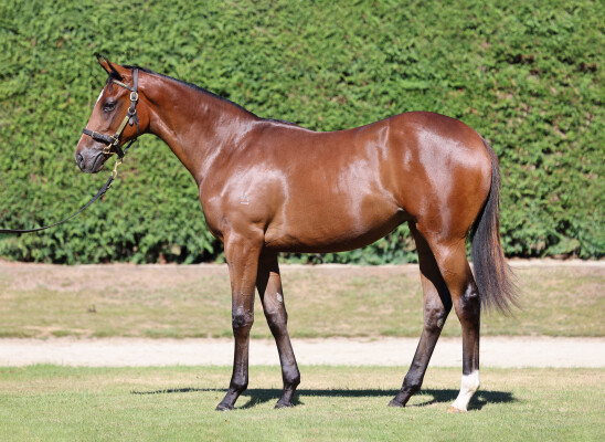 Lot 550: Ardrossan / Urban Royal