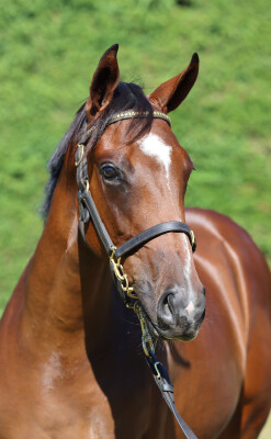 Lot 550: Ardrossan / Urban Royal