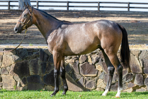 Lot 64: In the Congo / Highland Dress