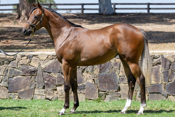 Lot 563: Zoustar / Von Trapp