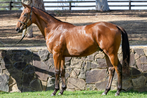 Lot 766: Daumier / Domqualo