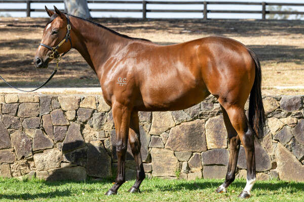 Lot 132: Brutal (NZ) / Leading Lady