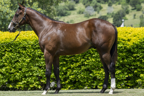 Lot 10: Brutal (NZ) / Finishing Touch (GB)