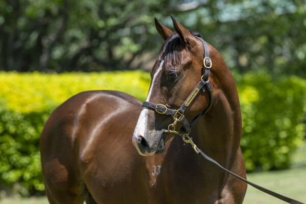 Lot 10: Brutal (NZ) / Finishing Touch (GB)