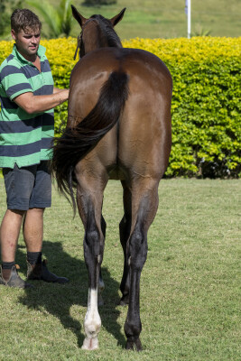 Lot 10: Brutal (NZ) / Finishing Touch (GB)