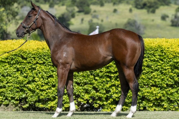 Lot 23: Brutal (NZ) / Garter (IRE)