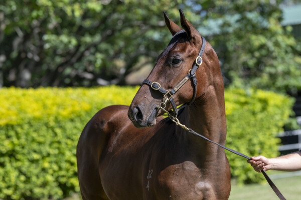 Lot 23: Brutal (NZ) / Garter (IRE)