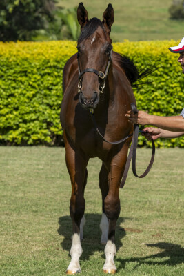 Lot 23: Brutal (NZ) / Garter (IRE)