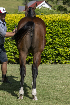 Lot 23: Brutal (NZ) / Garter (IRE)