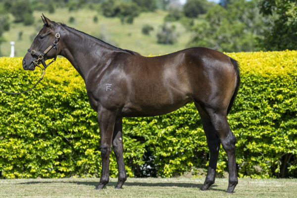 Lot 89: Artorius / Ismelucky (USA)