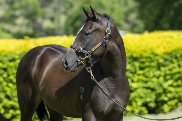 Lot 89: Artorius / Ismelucky (USA)