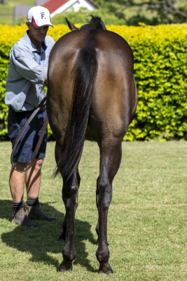 Lot 89: Artorius / Ismelucky (USA)