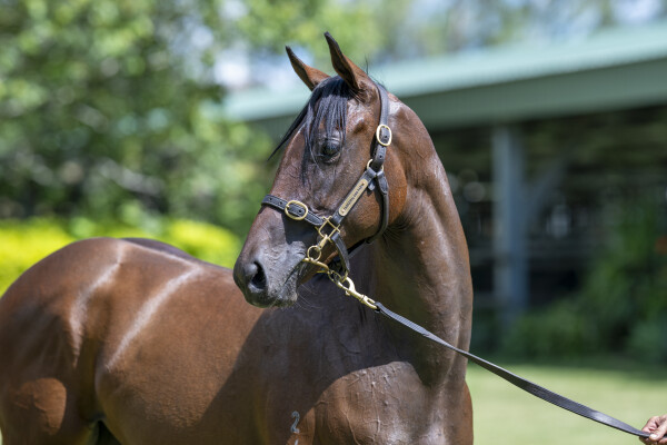 Lot 224: Time to Reign / My Bluewings