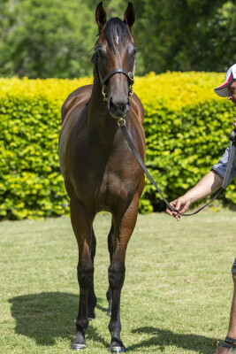 Lot 224: Time to Reign / My Bluewings