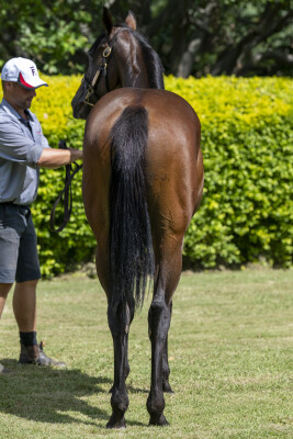 Lot 224: Time to Reign / My Bluewings