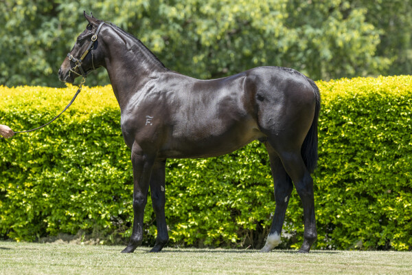 Lot 771: Better Than Ready / Dreamarcher (USA)