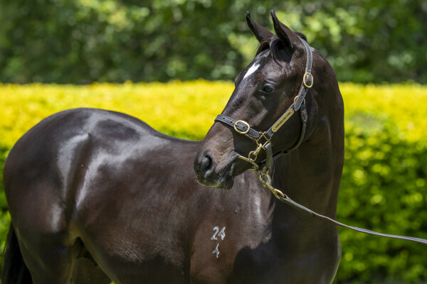 Lot 771: Better Than Ready / Dreamarcher (USA)