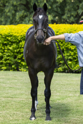 Lot 771: Better Than Ready / Dreamarcher (USA)