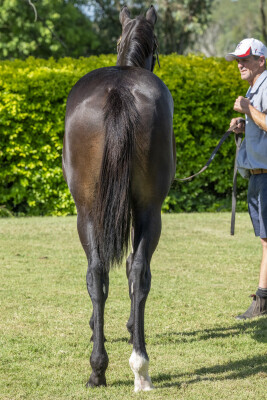 Lot 771: Better Than Ready / Dreamarcher (USA)